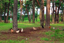 베스트갤러리 - 솔밭소경