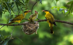 베스트갤러리 - 꾀꼬리 가족