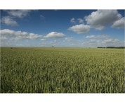 베스트갤러리 - 밀밭