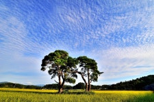 베스트갤러리 - 소나무 한쌍