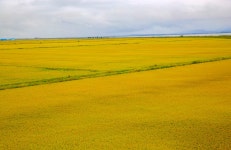 베스트갤러리 - 서산의 황금들녘