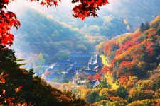베스트갤러리 - 백양사 단풍