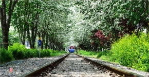 베스트갤러리 - 이팝나무와 철길