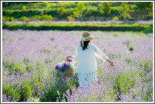 베스트갤러리 - 라벤더 향기속으로