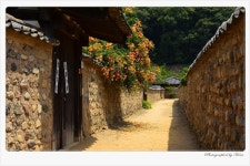 베스트갤러리 - 능소화 핀 토담길