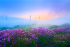 베스트갤러리 - 서광목장