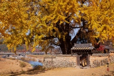 베스트갤러리 - 금시당 은행나무..