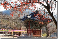 베스트갤러리 - 산새들을 위하여