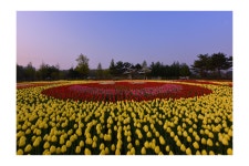 베스트갤러리 - 튜울립 향기..