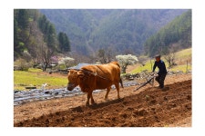 베스트갤러리 - 산넘어 남촌에는 ..