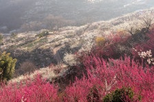 베스트갤러리 - 매화 동산