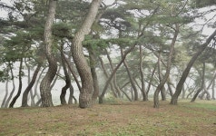 베스트갤러리 - 솔향기(2)