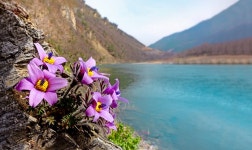 베스트갤러리 - 동강 할미꽃