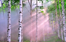 베스트갤러리 - 자작숲의빛내림