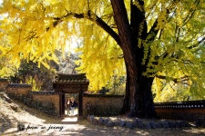 베스트갤러리 - 금시당