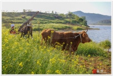 베스트갤러리 - 전원일기