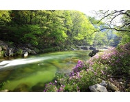 베스트갤러리 - 월성계곡의. 봄