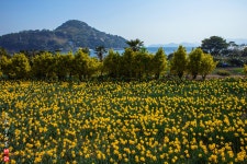 베스트갤러리 - 공곶이 수선화
