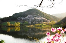 베스트갤러리 - 용비지