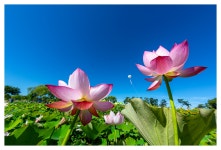 베스트갤러리 - 궁남지