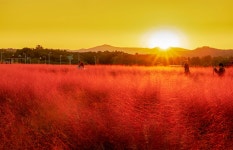 베스트갤러리 - 석양빛 핑크뮬리