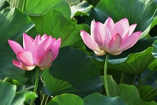 베스트갤러리 - 옥동연꽃방죽...