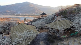 베스트갤러리 - 광양매화마을