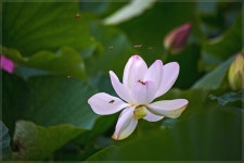 베스트갤러리 - 주남에서.