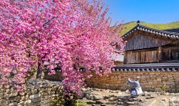 베스트갤러리 - 선암사 겹 벗꽃