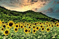 베스트갤러리 - 난정리해바라기...