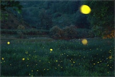 베스트갤러리 - 숲속의 요정