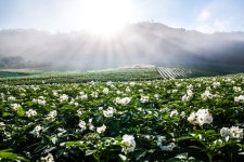 베스트갤러리 - 감자꽃