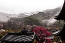 베스트갤러리 - 운해가 넘실거리는 화엄사