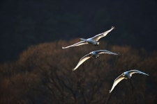 베스트갤러리 - 경안천