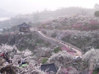 베스트갤러리 - 매화동산