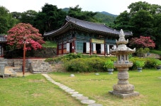 베스트갤러리 - 신원사 배롱나무 꽃
