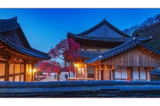베스트갤러리 - 매화의 향기