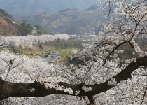 베스트갤러리 - 쌍계사십리벗꽃길