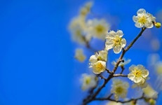 베스트갤러리 - 호수 에도 매화가