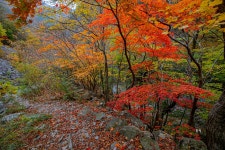 베스트갤러리 - 산길