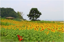 베스트갤러리 - 해바라기