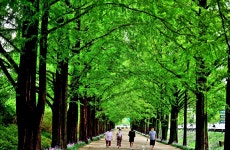 베스트갤러리 - 담양