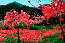 베스트갤러리 - 이슬맷인 꽃무릇