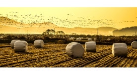 베스트갤러리 - 아침 들녘