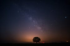 베스트갤러리 - 광활면 왕따 나무