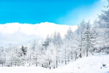 베스트갤러리 - 만항제