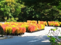 베스트갤러리 - 수목원의 댑싸리