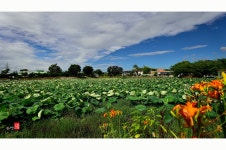 베스트갤러리 - 蓮池風景