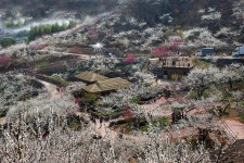 베스트갤러리 - 매화동산