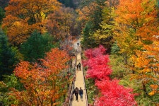 베스트갤러리 - 오대산 단풍길